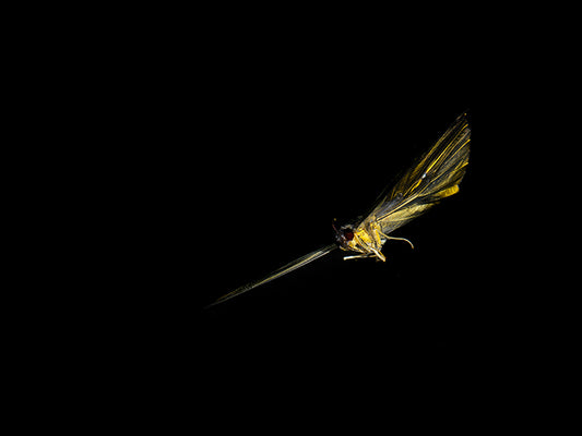 Aquatic Metamorphosis: Capturing the Essence of Nature Below Water