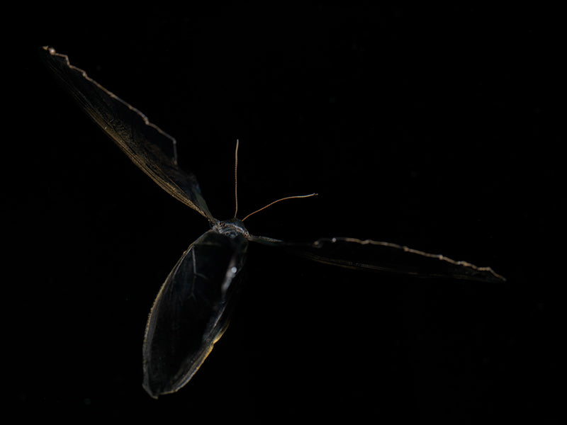 Butterfly Dreams: An Underwater Ode to Life's Fleeting Splendor