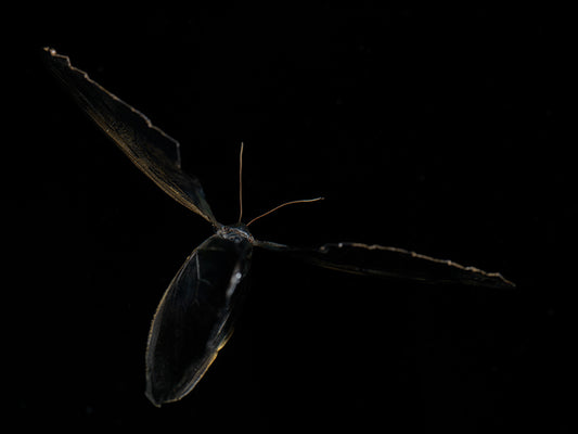 Butterfly Dreams: An Underwater Ode to Life's Fleeting Splendor