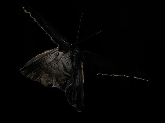 Submerged Beauty: Butterflies  in water Reflecting on Mortality