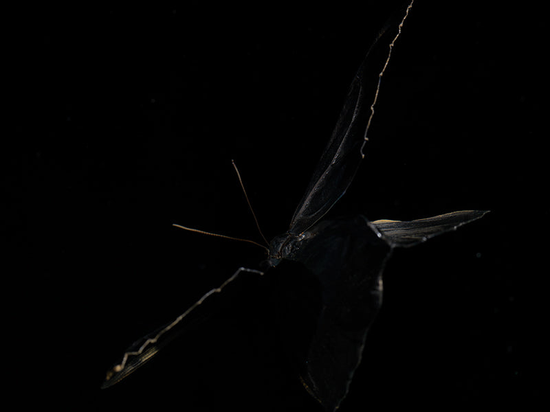 Beneath the Ripples: Underwater Chronicles of Butterflies