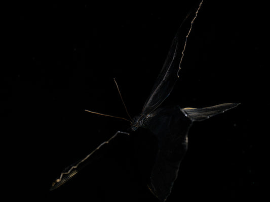 Beneath the Ripples: Underwater Chronicles of Butterflies