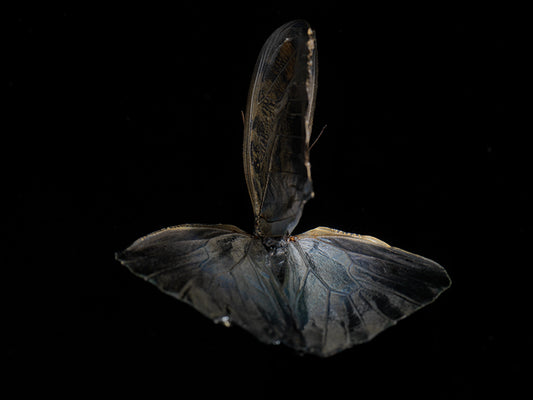 Transcendent Transience: Underwater Exploration of Butterfly Mortality