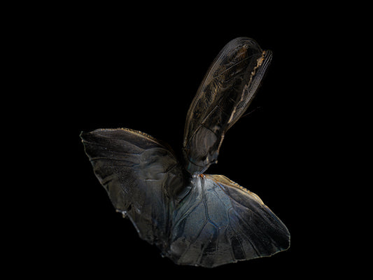 Ephemeral Elegance: Morphe Didius & Amathonte Below the Water's Surface