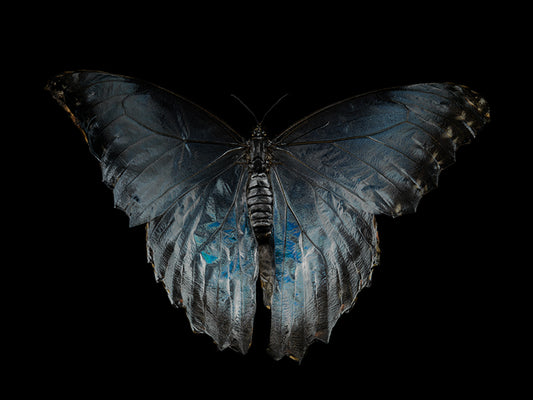 Breath of Tranquility Butterfly Breeding in Water Photography