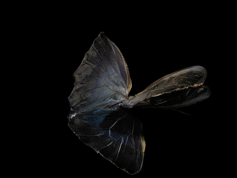 Butterflies in Blue: Subaquatic Portraits of Morphe Didius & Amathonte