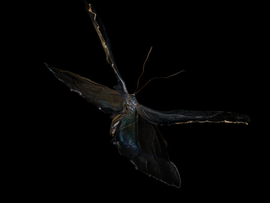 Liquid Flight: Exploring Life's Fleeting Beauty Through Underwater Butterflies