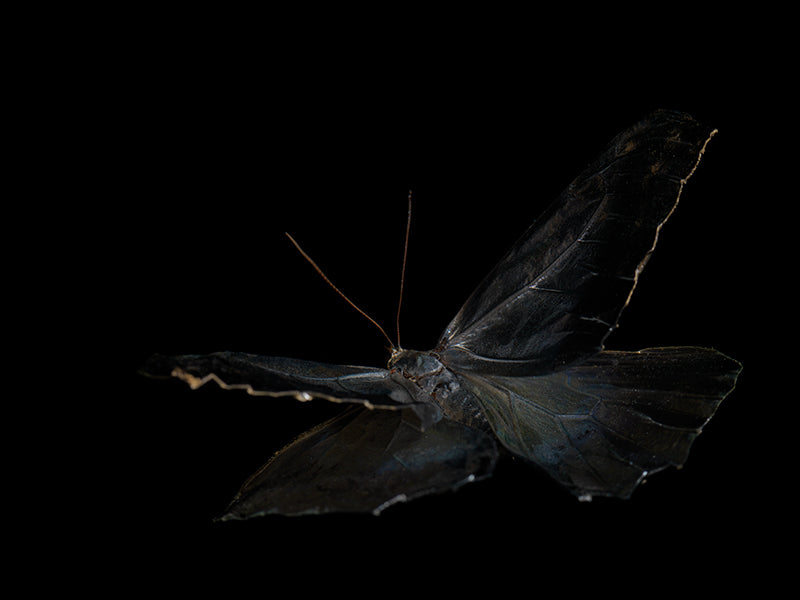 Morphe Didius & Amathonte: A Watery Reverie on the Fragility of Life