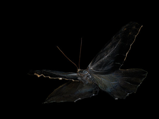 Morphe Didius & Amathonte: A Watery Reverie on the Fragility of Life