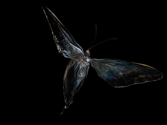 Ballet of the Deep: Underwater Symphony with Morphe Didius & Amathonte Butterflies