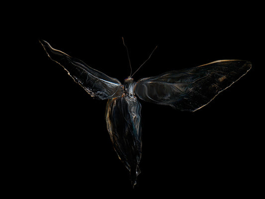 Aquatic Alchemy: Transformative Beauty of Morphe Didius & Amathonte Below the Surface