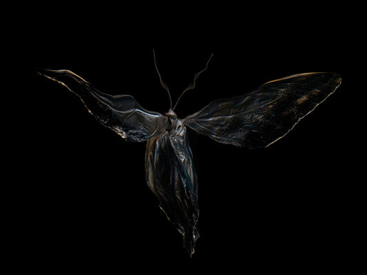 Fleeting Wings: Underwater Exploration of Morphe Didius & Amathonte Butterflies