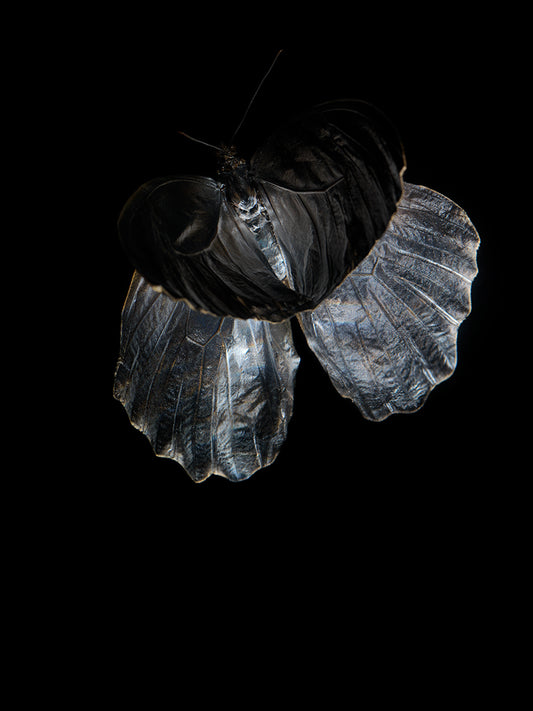Butterfly Lullaby: Underwater Odes to Life's Tragic Beauty