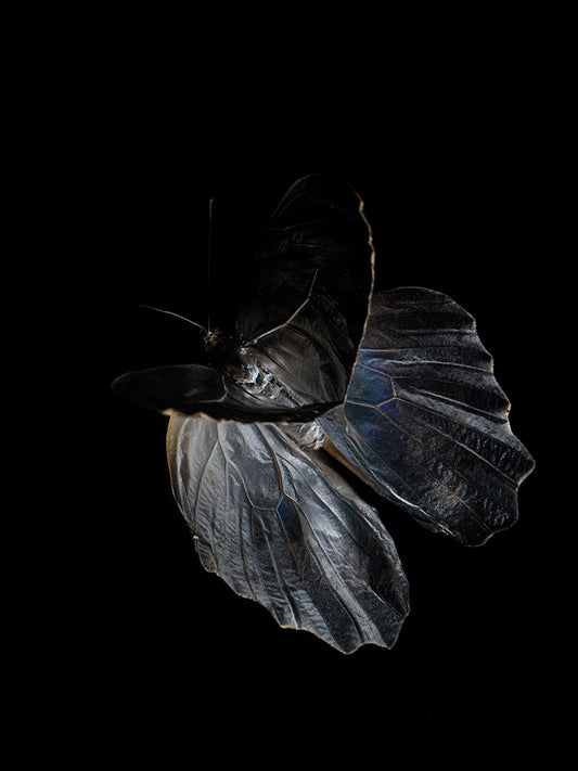 Drowning in Beauty: Morphe Didius & Amathonte Butterfly Reflections