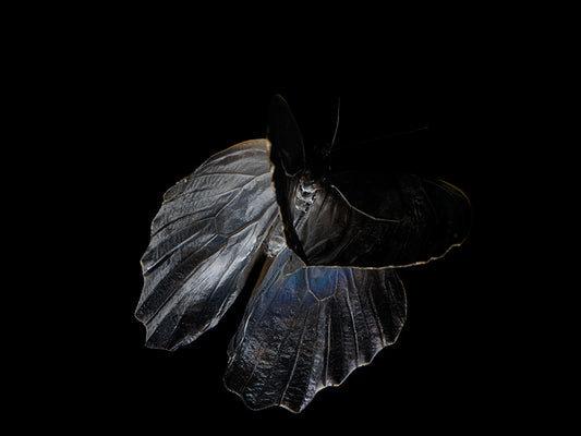 Ephemeral Symphony: Underwater Elegance of Morphe Didius & Amathonto