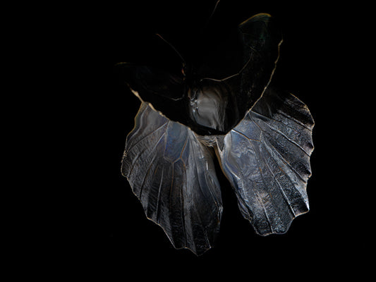 Beneath the Waves: Capturing Life's Tragedy with Morphe Didius & Amathonte Butterflies