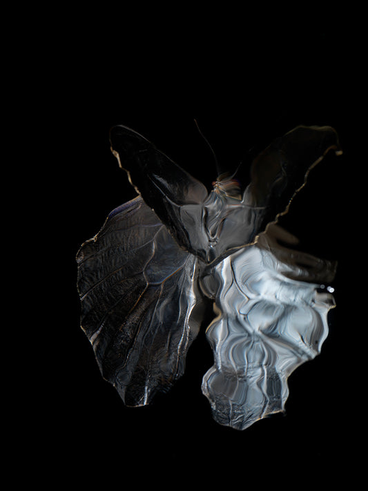 Waltzing Underwater: Blue Morphe Didius & Amathonte Butterfly Ballet