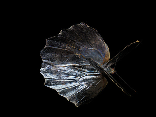 Chasing Butterflies: Underwater Perspectives on Life's Fleeting Nature