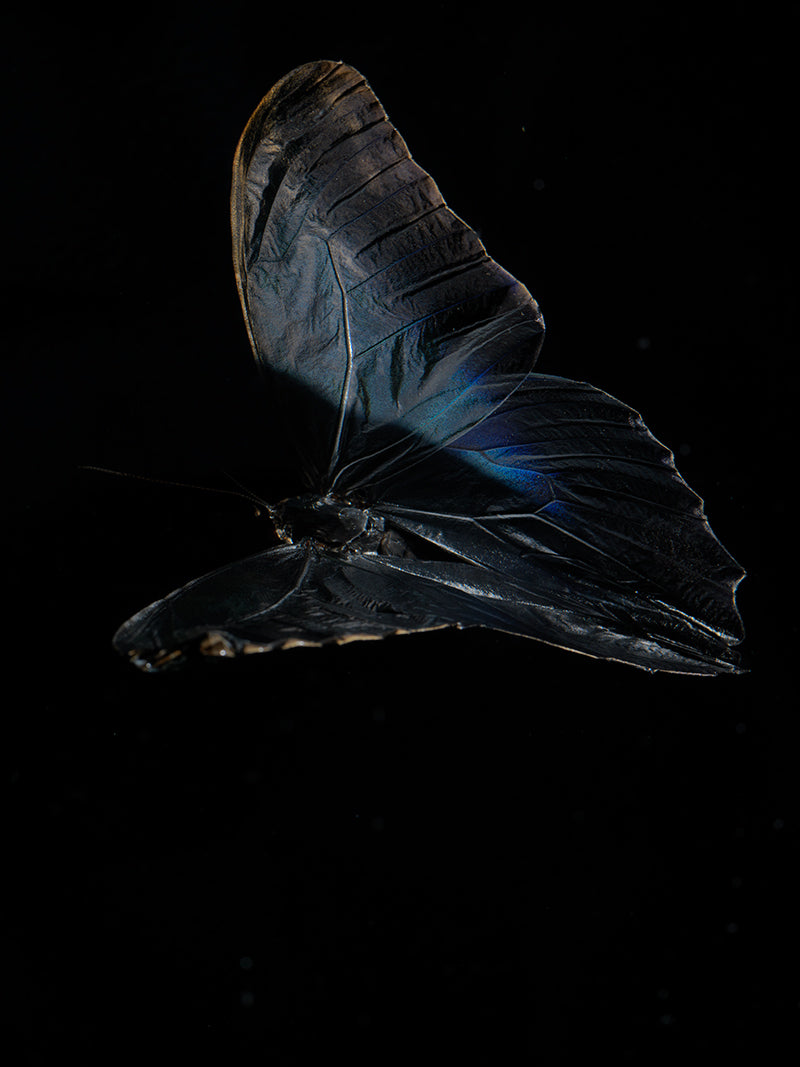 The Deep Blue Ballet: Underwater Insights into Morphe Didius & Amathonte Butterflies