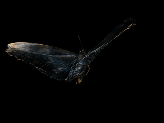 Butterfly Ballet in Blue: Underwater Elegance with Morphe Didius & Amathonto