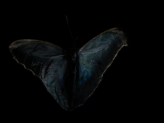 Translucent Wings: Exploring Life's Fleeting Beauty Below the Waterline