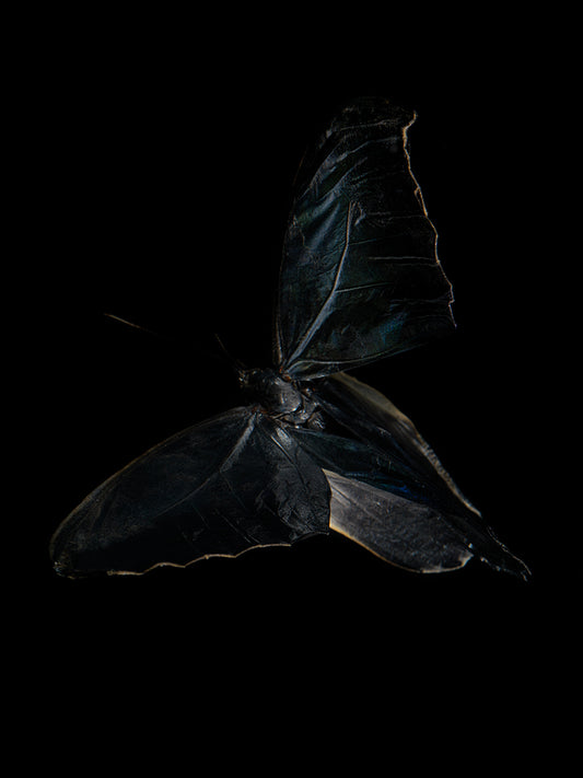 Morphe Didius & Amathonto Chronicles: Subaquatic Reflections on Mortality