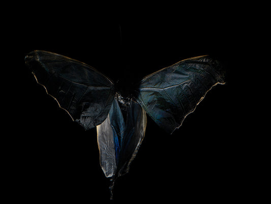 Fluid Reverence: Underwater Portraits of Morphe Didius & Amathonte Butterflies
