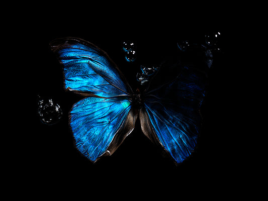 blue morpho butterflies with bubbles underwater
