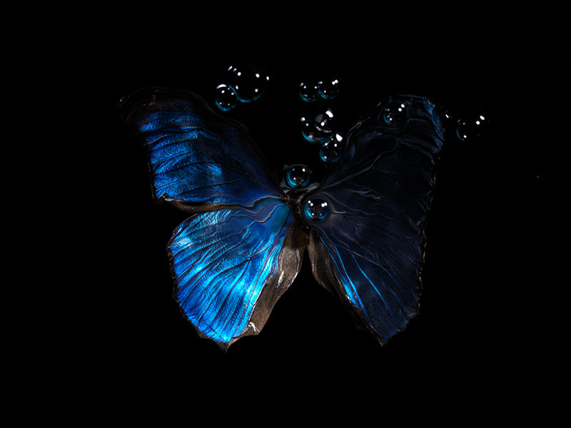 Blue Morpho Menelaus butterfly underwater with bubbles