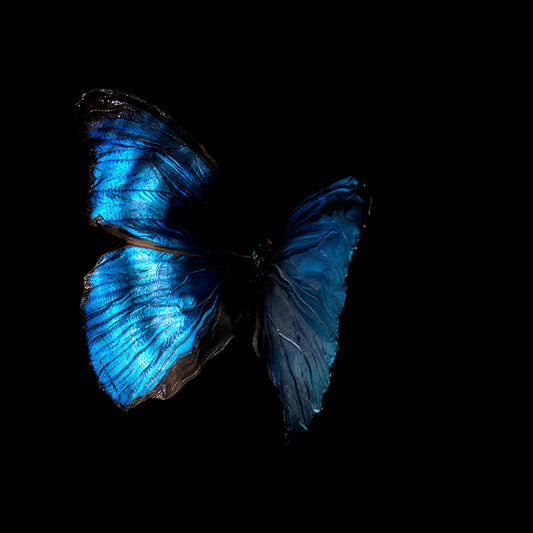 Ephemeral Euphony: Morphe Didius & Menelaus Below the Surface