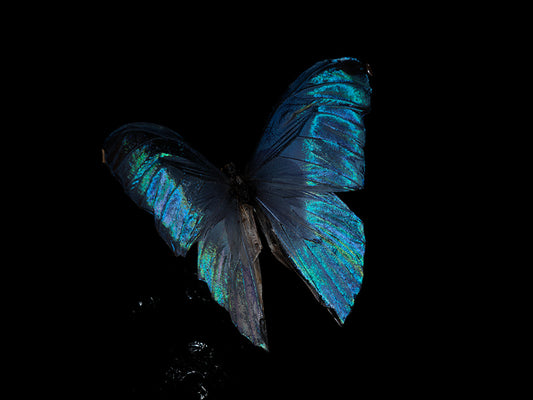Morpho Blue Didius & Menelaus Below the Waters Surface