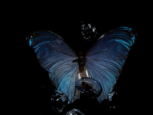 Butterfly Waltz: Underwater Ballet of Morpho Didius & Menelaus