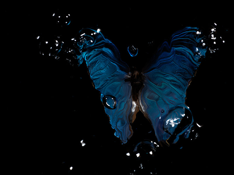 Submerged Symmetry: Morpho Didius & Menelaus Butterfly series