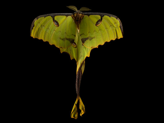 Vanishing Beauty Breeding Butterflies in Submerged Serenity