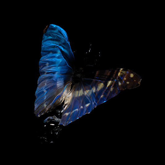 Azure Ballet: Underwater Reflections on the Tragedy of Life with Butterflies