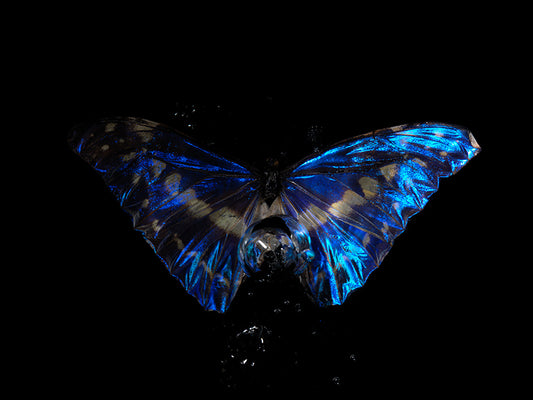 Butterflies in Bloom: Underwater Portraits of Morpho Didius Menelaus blue