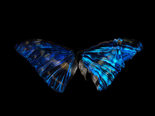 Mortal Beauty: Subaquatic Impressions of Morpho Didius & Menelaus Butterflies