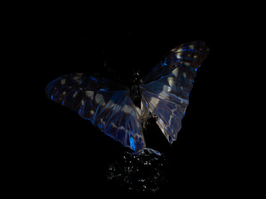 Ripples of Life: Underwater Ballet with Morpho Helena & Menelaus Butterflies