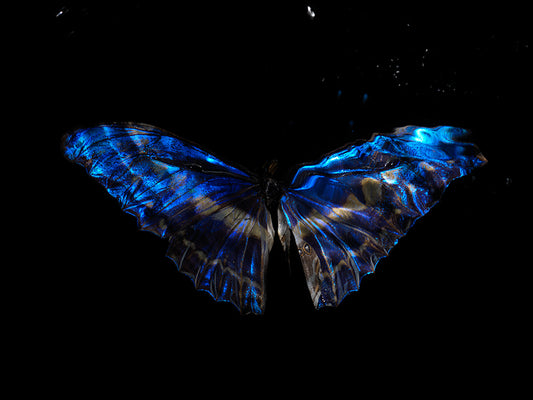 Butterfly Whispers: Underwater Echoes of Morpho Didius & Melenaus Blue