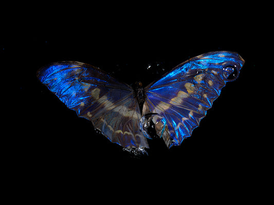 Submerged Serenade: Morpho Didius & Menelaus Butterfly Reflections