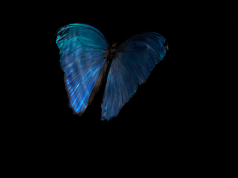 Ripples of Existence: Life and Mortality in Aqua Art