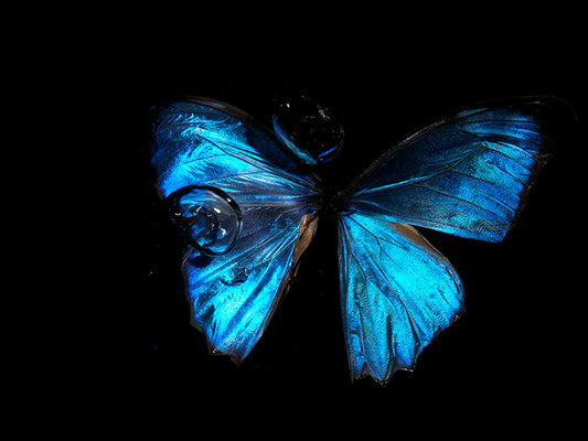 Fluidic Flutters: Butterfly Breeding in Visual blue and black Tranquility