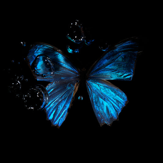 Aqua Life Underwater Photography of Fluttering wings