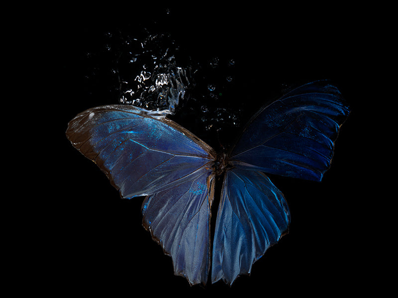 Vanishing reflection: Submerged Butterflies in Artistic wingspan