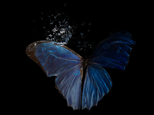 Vanishing reflection: Submerged Butterflies in Artistic wingspan