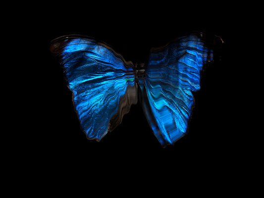 Underwater Exploration of Butterfly Mortality