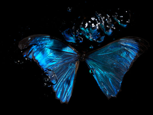 Underwater Odes to Life's Tragic Beauty