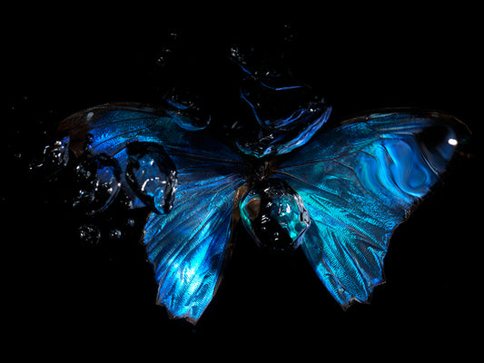 Beneath the Water Capturing Life's Tragedy with Butterflies