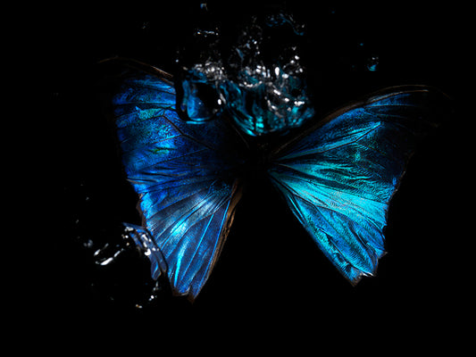 underwater butterfly dancing in a ballet with bubbles