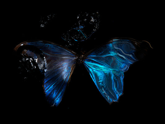 Chasing Butterflies: Underwater Perspectives on Life's Fleeting Nature